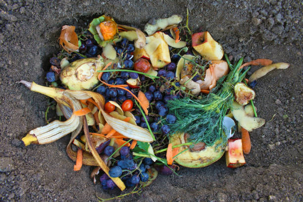 domestic waste for compost from fruits and vegetables in garden. - rotting banana vegetable fruit imagens e fotografias de stock