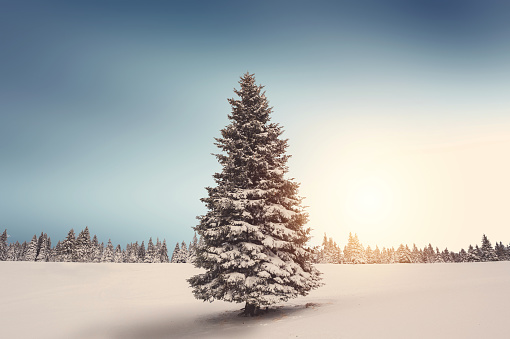 Spruce Tree covered in snow in winter sunset