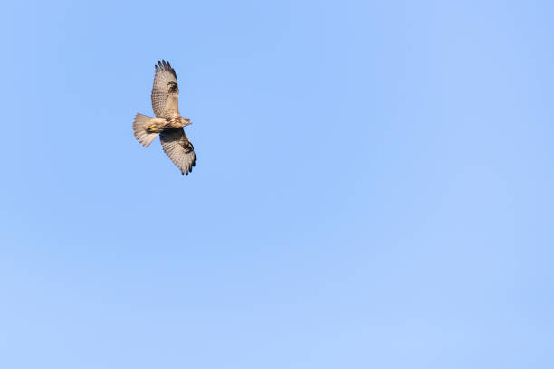 istock Eastern buzzard flies in the blue sky. 1046377426