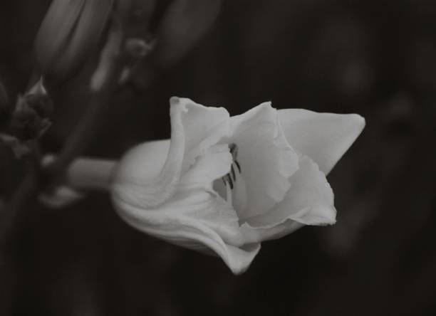 istock Lily Flower in Monochrome 1046377592