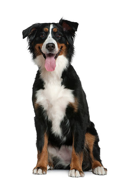 istock Front view of Bernese mountain dog, sitting and panting. 104637885