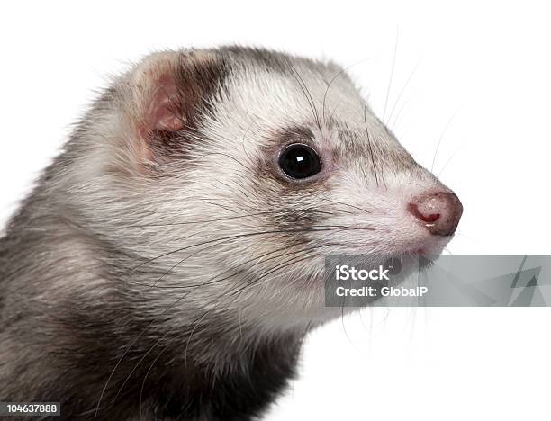 Closeup Of Ferret 1 Year Old Against White Background Stock Photo - Download Image Now