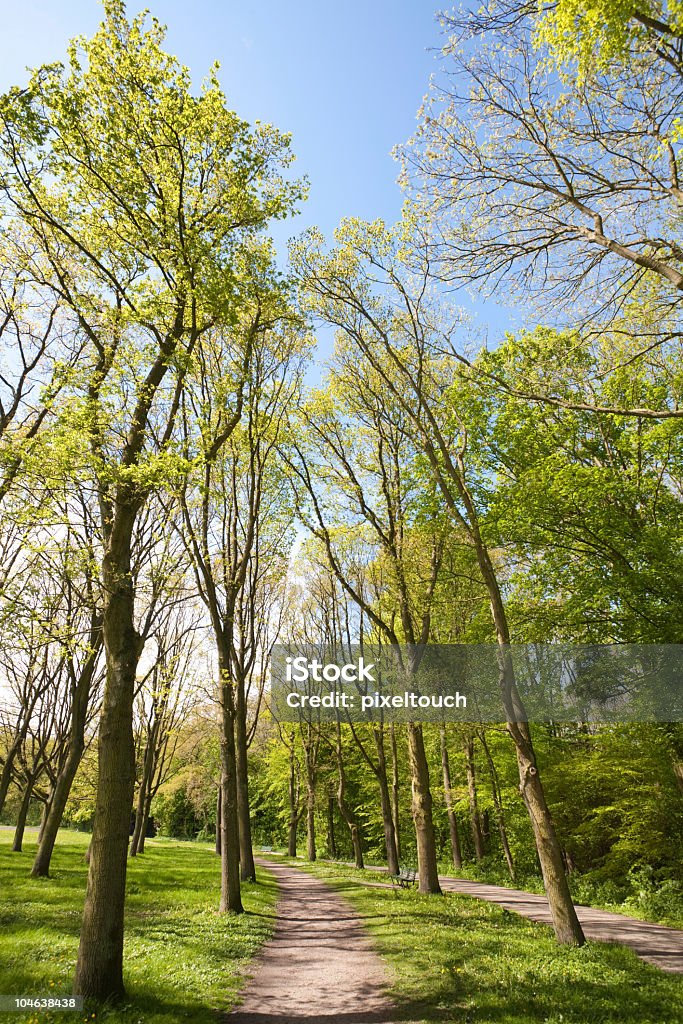 Baum Reihen im Wald - Lizenzfrei Baum Stock-Foto