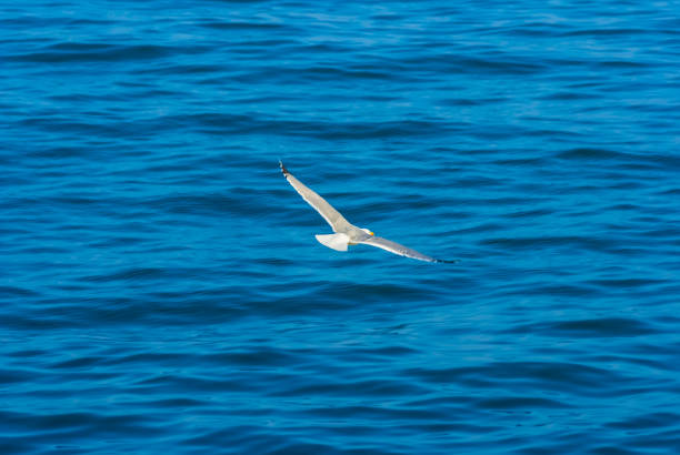 istock white seagull fly above the blue sea 1046390654
