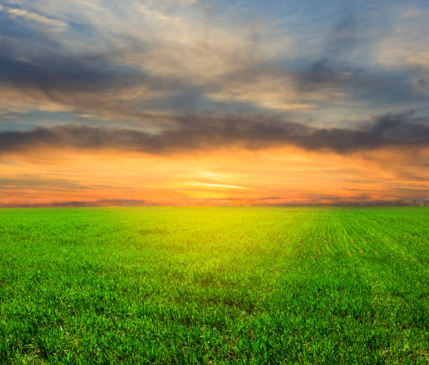 istock green rural field under a dense clouds at the sunset 1046390722
