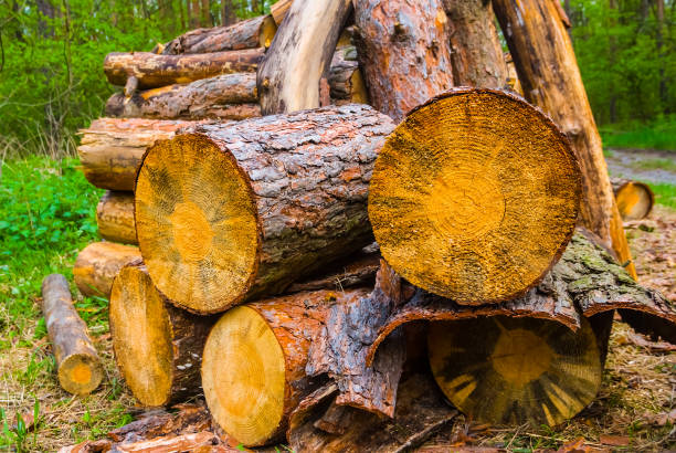 istock closeup heap of pine tree trunk in the forest 1046390782