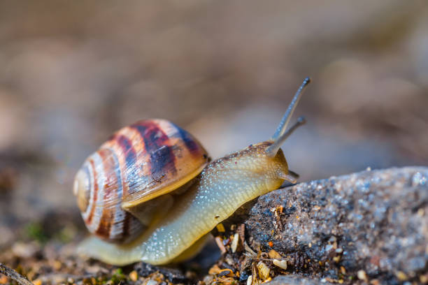 istock closeup grape snail crawl on the stone 1046390890