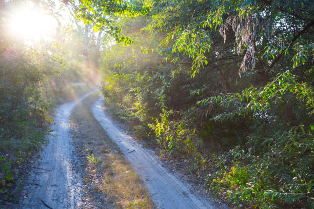 istock ground road throug a green forest in the sunlight 1046391020