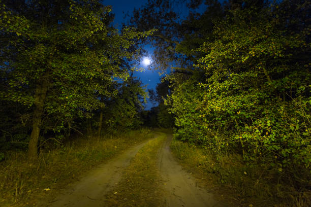 istock night scene, road through the forest in a moonshine 1046391040