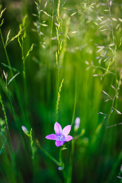 цветок заяц цветка цветущий - finland bluebell campanula summer стоковые фото и изображения