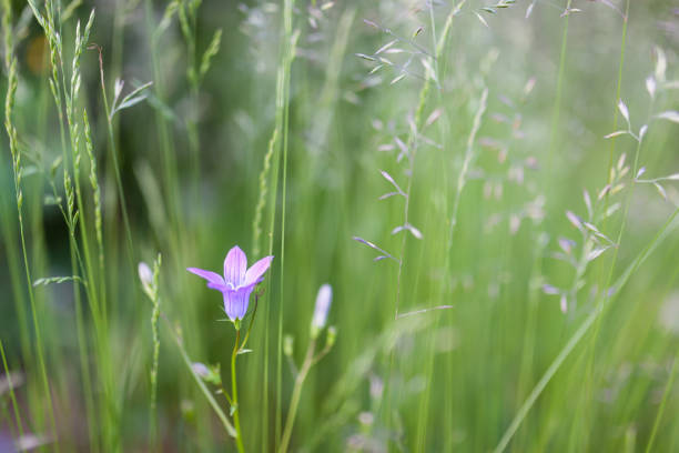 harebell flower blooming - finland bluebell campanula summer imagens e fotografias de stock