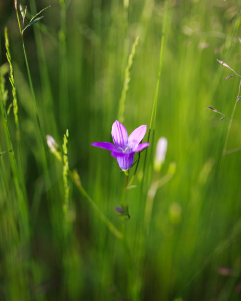 blume, glockenblume - wildflower lush foliage outdoors campanula stock-fotos und bilder