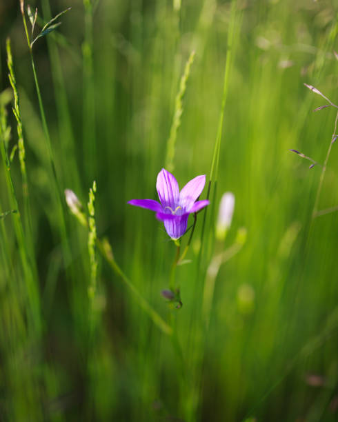 harebell flower blooming - finland bluebell campanula summer imagens e fotografias de stock