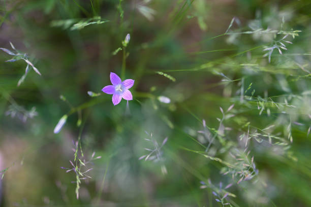 цветок заяц цветка цветущий - finland bluebell campanula summer стоковые фото и изображения