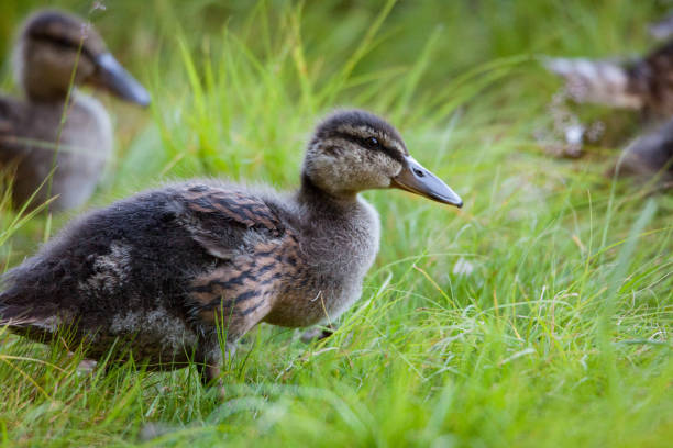 istock Young ducklings in nature 1046394094