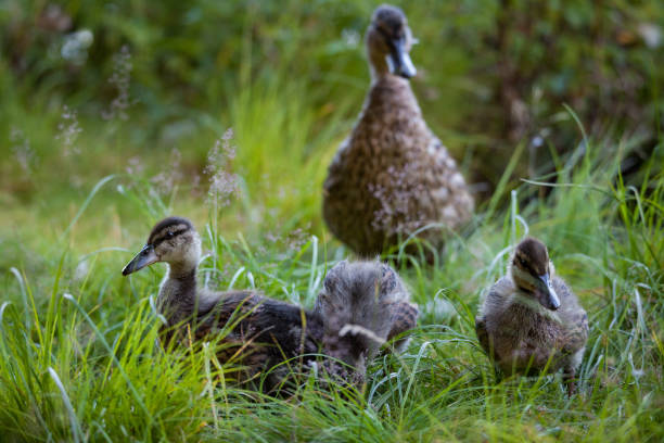 istock Young ducklings in nature 1046394110