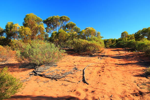istock Endless outback roads in Australia 1046394340