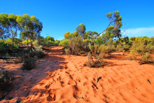 istock Endless outback roads in Australia 1046394564