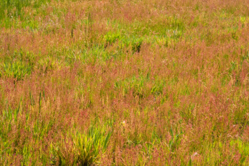 Meadow flowers and grasses of the forest steppe. Nature of Ukraine in summer in the countryside