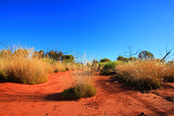 Remote highway in Australian bush