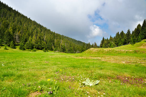 istock Meadow in Stara Planina mountain in a cloudy day 1046397166