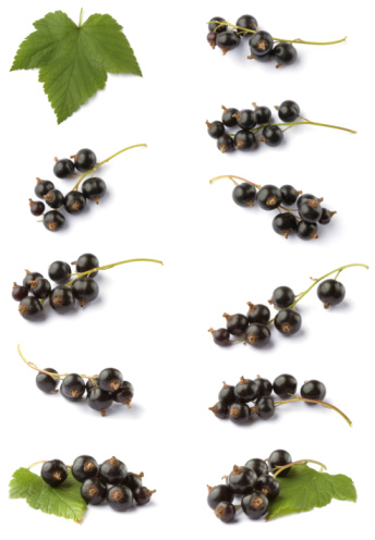 Currant  isolated on white background Clipping Path