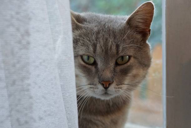 istock gray cat behind a white curtain at the window 1046401360