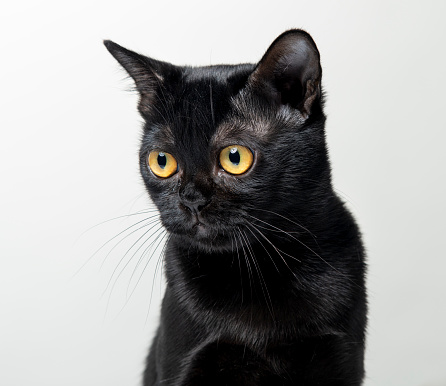 A young black Manx breed cat.