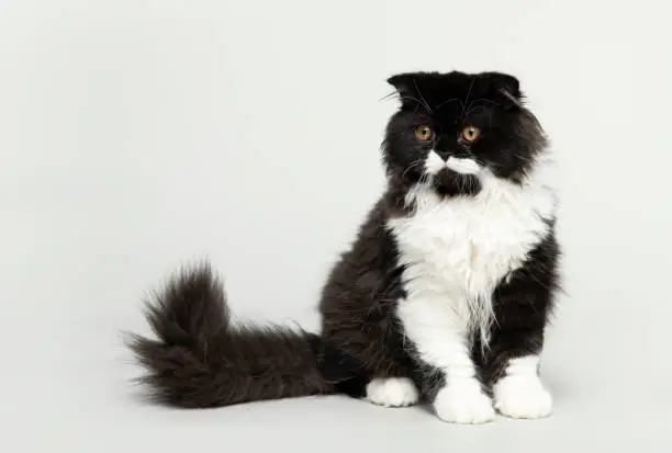 Photo of Black and White Persian Kitten