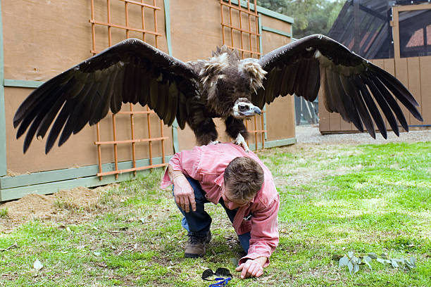 condor-himalaia - griffon vulture imagens e fotografias de stock