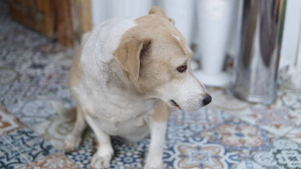 istock Cute dog waiting door 1046406750