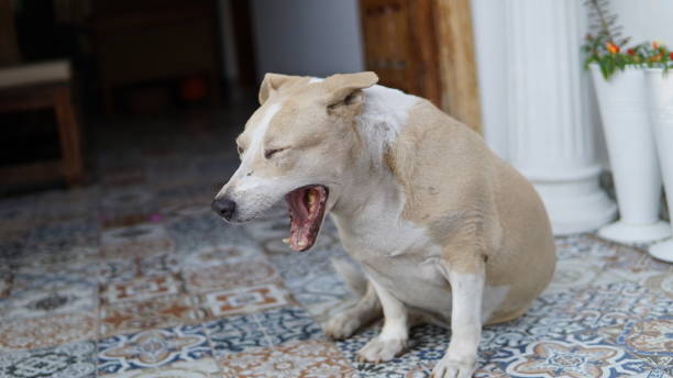 istock Cute dog waiting door 1046406804