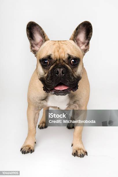 French Bulldog Stock Photo - Download Image Now - Adult, Alertness, Animal