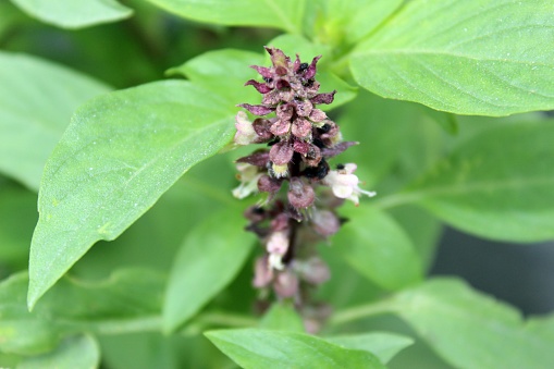African Blue Basil (Ocimum Kilimandscharicum) Camphor Basil – Kapoor Tulsi Flowers and buds blooming in garden. It has strong camphor scent and all parts of the flower,leaves and stems are edible.photo taken in India Odisha Bhadrak.