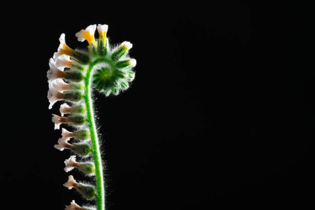 istock small plant with curves and flowers 1046412996
