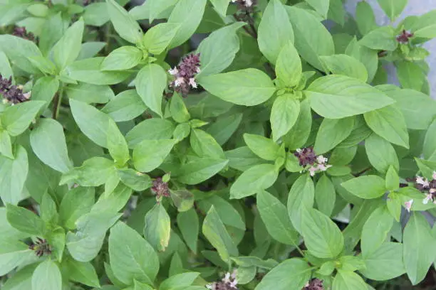 Photo of Close-up of BeautifulAfrican Blue Basil (Ocimum Kilimandscharicum) Camphor Basil – Kapoor Tulsi Flowers and buds blooming in garden. It has strong camphor scent and all parts of the flower,leaves and stems are edible.