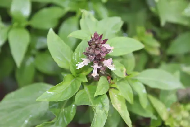 Photo of Close-up of BeautifulAfrican Blue Basil (Ocimum Kilimandscharicum) Camphor Basil – Kapoor Tulsi Flowers and buds blooming in garden. It has strong camphor scent and all parts of the flower,leaves and stems are edible.