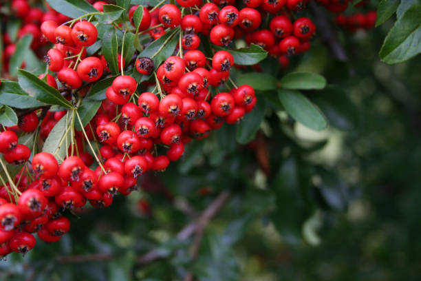 istock Red berries on Pyracantha bush. Firethorn 1046415428