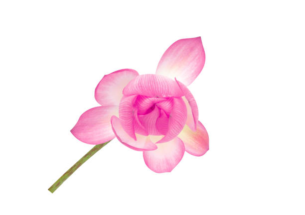 istock Lotus flower isolated on white background 1046415772