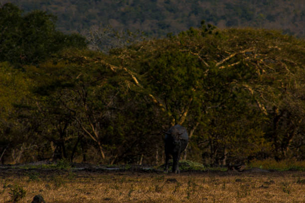 istock Bubalus Bubalis Buffalo on Savanna, Baluran National Park, East Java 1046415804