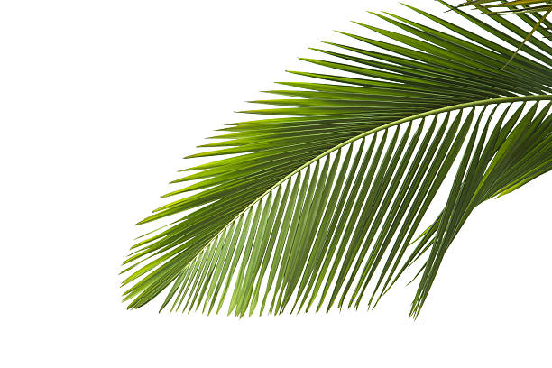 istock Leaves of palm tree 104641630