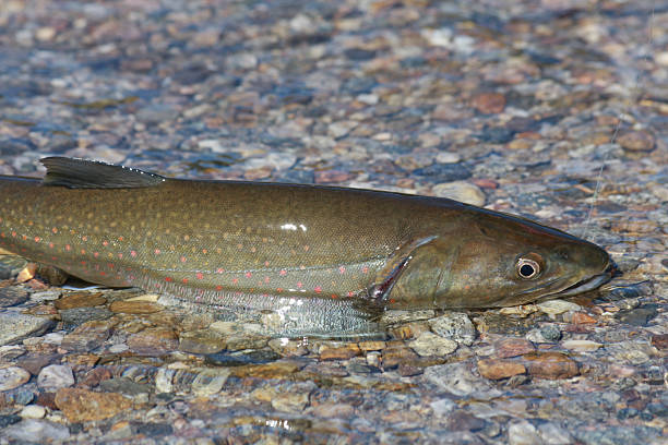 bedrohte bull trout - bull trout stock-fotos und bilder