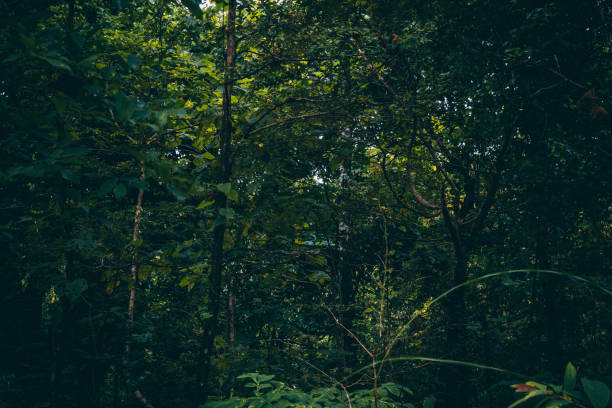 istock walkway in mysterious forest, color effect dark 1046419240