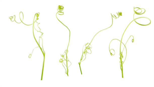 istock Green ivy plant  isolated on gray background, clipping path 1046419318