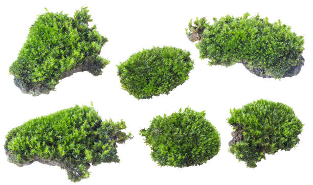 istock Green moss isolated on white background close up 1046419382