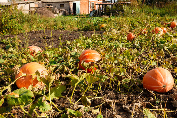 istock Big pumpkins in the garden 1046419490