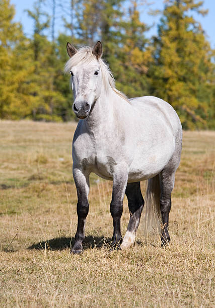 istock white horse stands on the meadow 104641975