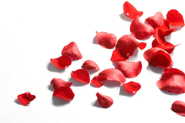 istock Petals of a rose, 104642073