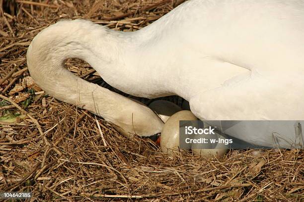 Foto de De Reprodução Swan e mais fotos de stock de Cisne - Cisne, Incubando, Animal