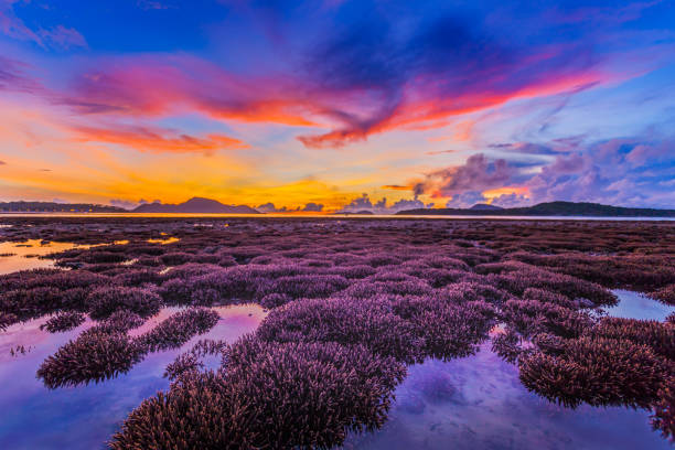 istock scenery sunrise above coral reef in Phuket island 1046427650